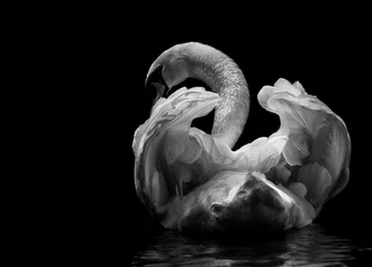Tuinposter een zwaan zwemt in het meer © GuillermoOssa