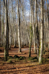 Beautiful beech forest in a sunny day in springtime