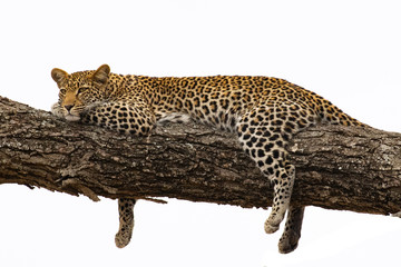 Leopard resting in a tree