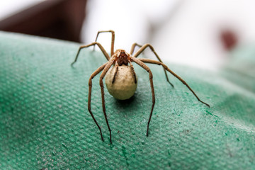 The detail of a spider protecting its cocoon with eggs. 