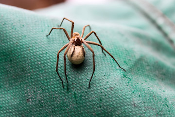 The detail of a spider protecting its cocoon with eggs. 
