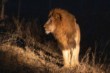 Male lion at night in Kruger NP