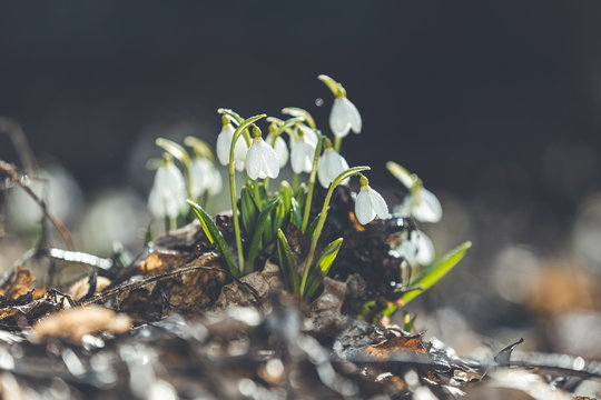 Tender spring flowers snowdrops harbingers of warming symbolize the arrival of spring. White blooming snowdrop folded or Galanthus plicatus. Spring sunny day in the forest. Easter picture, copy space