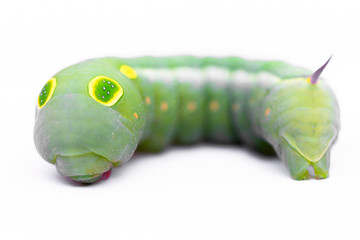 Caterpillar Swallowtail on white background 