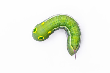 Caterpillar Swallowtail on white background 