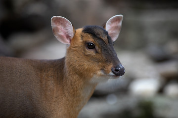 Hembra de muntjac de Reeve