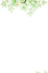 Pure and  fresh maple leaf letter border and frame background pattern, Edge illustration.Is lsolated on white background.