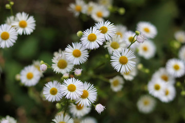 close up of white daisies and buds
