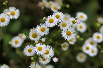 Obraz premium close up of white daisies and buds