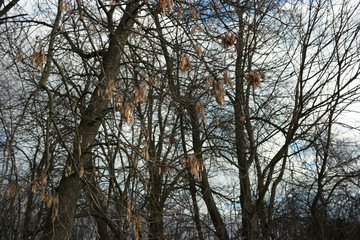 Fototapeta premium trees and sky in autumn