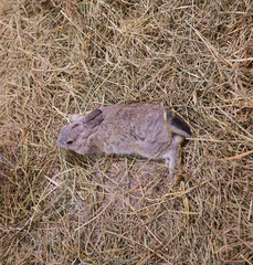wild rabbit in the grass