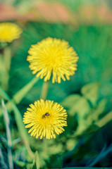Tiny bug hiding in yellow dandelion flower