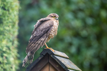 Sparrowhawk looking for lunch