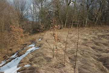  last snow on grass in spring