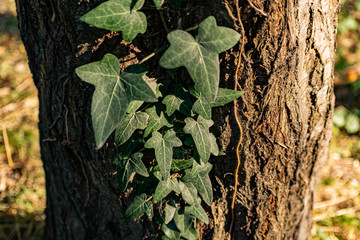 Wild forest nature, a lot of green vegetation, ivy weaving everywhere, the plant clings to the branches of stumps and tree trunks, covering an increasing area