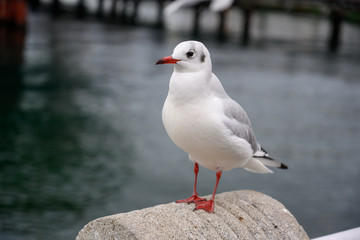 山下公園　ゆりかもめ