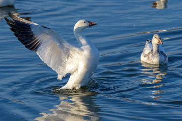 Snow goose stretching its wings in the late afternoon sun as it begins its annual spring northward migration.