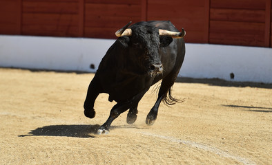 majestuoso toro español