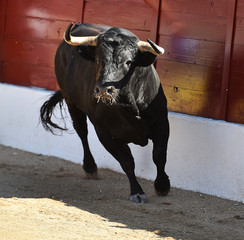 toro bravo español con grandes cuernos