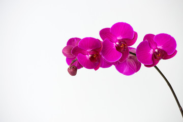 Macro photography of petals of a blooming orchid  phalaenopsis isolated on white background.