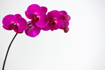 Fototapeta na wymiar Macro photography of petals of a blooming orchid phalaenopsis isolated on white background.