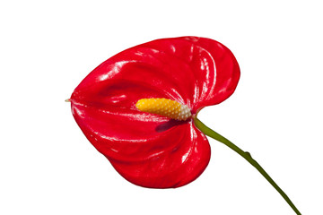 anthurium flower closeup on white isolated background
