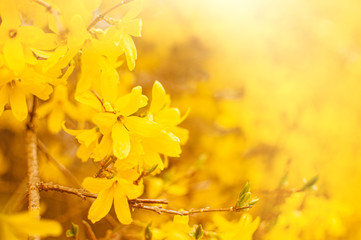 Flower composition with yellow forsythia flowers, copy space for text