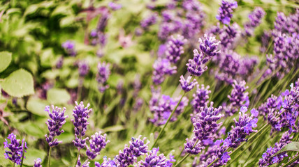 Casia lavender lavandula purple blooming flowers close up summer meadow green field as natural botanical background