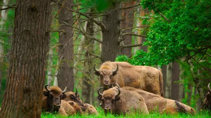 Fototapeten European bison (Bison bonasus) captured in Oka nature reserve, Russia © adventure