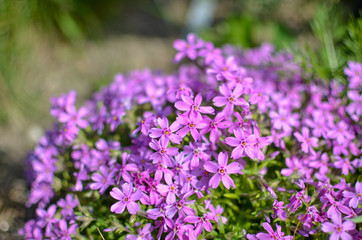 Pink phlox subulata - beautiful flower defocused photo