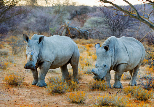 Two White Rhino's (Ceratotherium simum) standing in the dry African Bush in Namibia.  White Rhinos are a threatened species, although the population is increasing slowly.