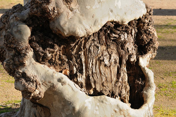 Broken tree in Aranjuez gardens, Spain