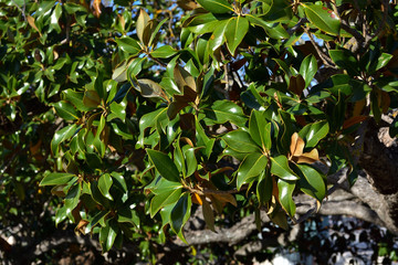 Fototapeta premium Magnolia tree in Aranjuez gardens