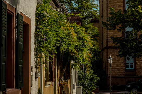IN Germersheim am Rhein Stillleben 