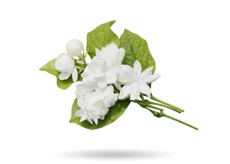 Jasmine white flower  isolated on white background.This has clipping path. 