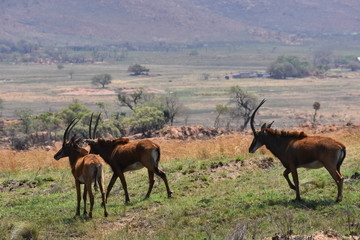 Naklejka na ściany i meble South African wildlife