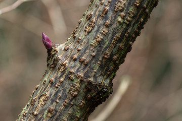 Selective focus close up of tiny pink bud on a tree branch