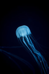 Jellyfish Japanese Sea Nettle (Chrysaora pacifica) poisionous jellyfish. Blue neon glow light...