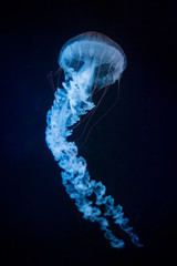 Jellyfish Japanese Sea Nettle (Chrysaora pacifica) poisionous jellyfish. Blue neon glow light effect. Close up of jellyfish on dark background.