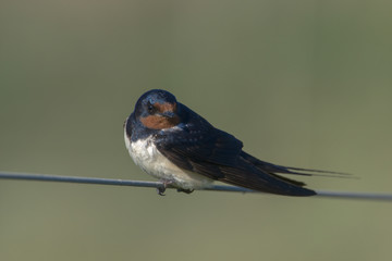 Barn Swallow hirundo rustica