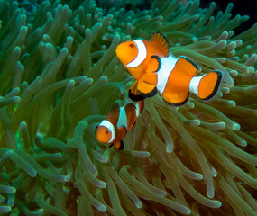A pair of False Clownfish (Amphiprion ocellaris)