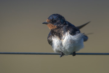 Barn Swallow hirundo rustica