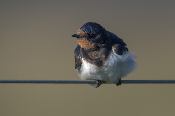 Barn Swallow hirundo rustica