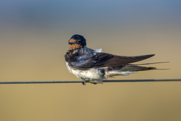 Barn Swallow hirundo rustica