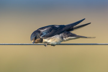 Barn Swallow hirundo rustica