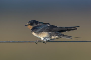 Barn Swallow hirundo rustica