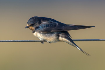 Barn Swallow hirundo rustica