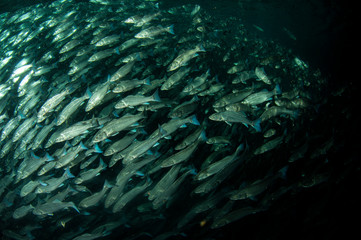 Fototapeta na wymiar School of European sea bass ( Dicentrarchus labrax) Mediterranean sea.