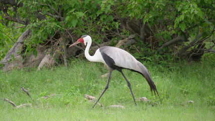 Wattled crane bird walking around