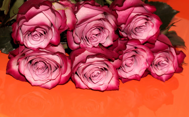 Pink rose buds on an orange background. Colorful flowers for postcards.